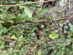 Image de Ribes rotundifolium Michx.