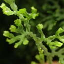 Image of Hymenophyllum fimbriatum J. Sm.