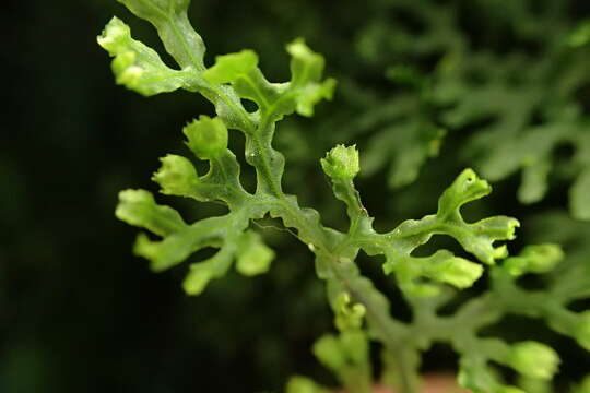 Image de Hymenophyllum fimbriatum J. Sm.