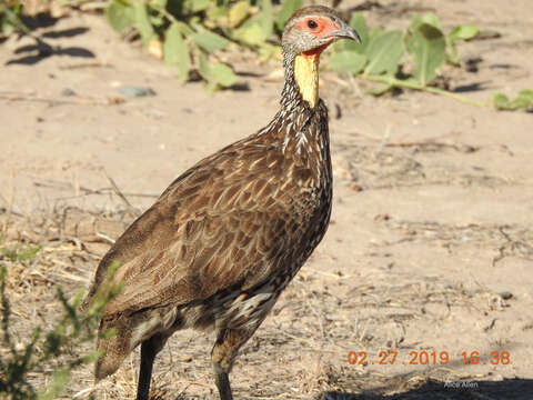 Pternistis leucoscepus (Gray & GR 1867) resmi