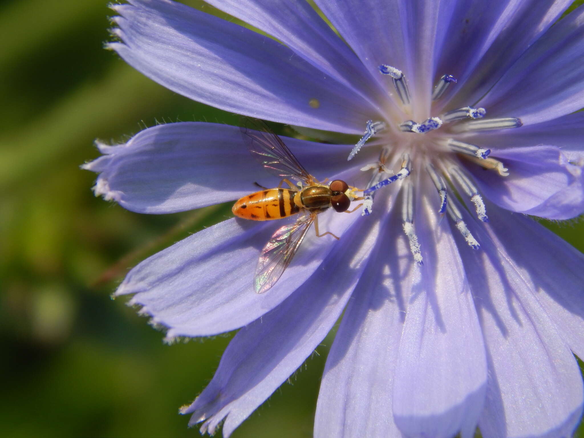 Image of Syrphid fly