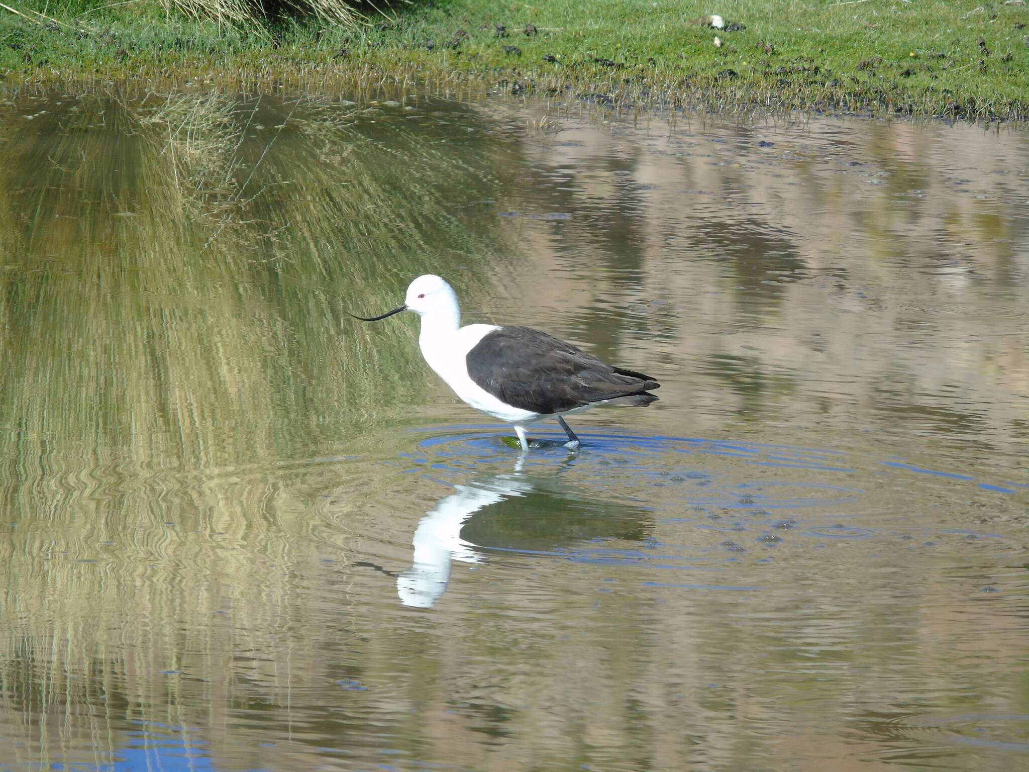 Image of Andean Avocet