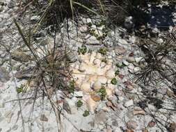 Image de Pachypodium brevicaule Baker