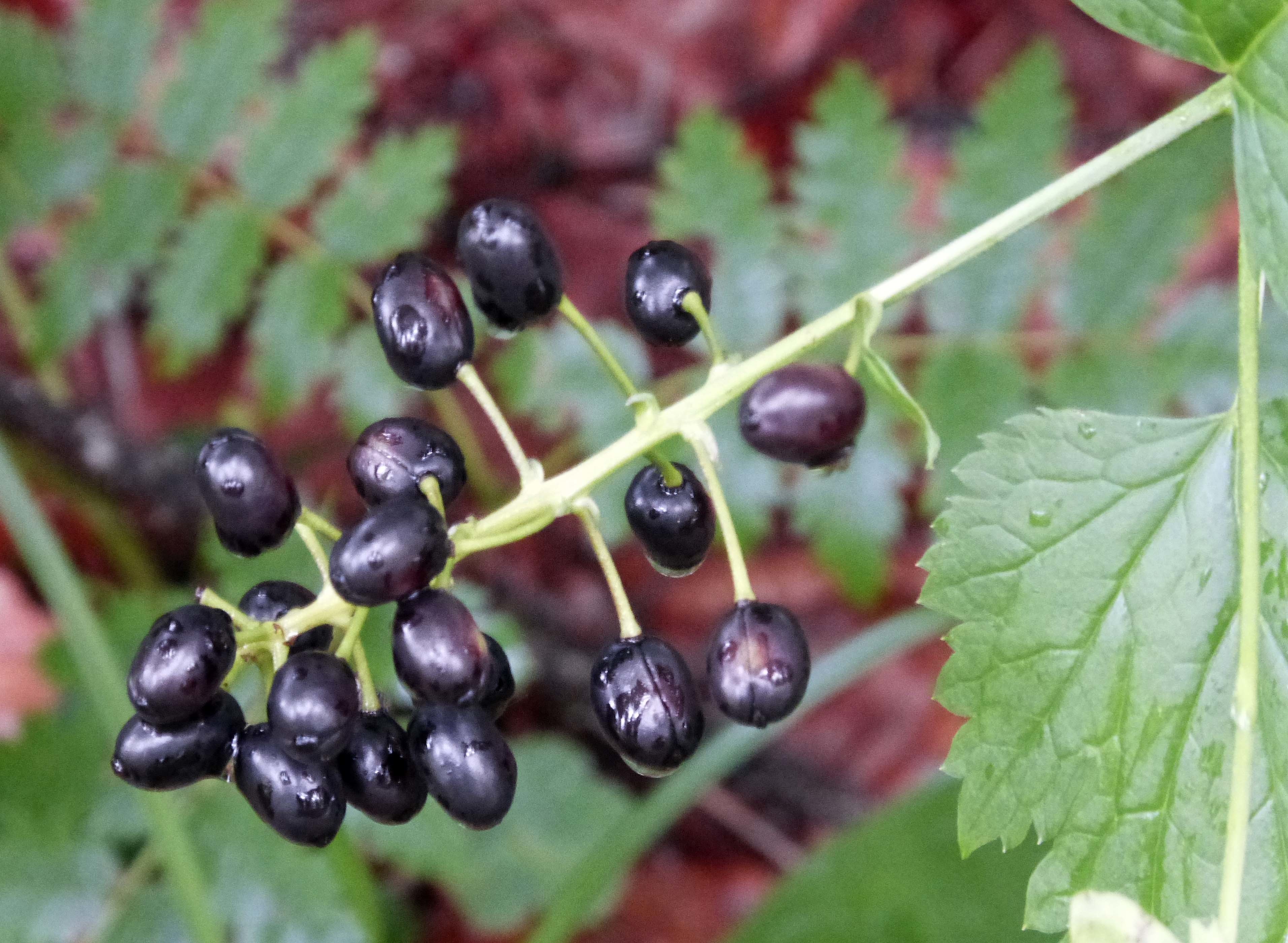 Actaea spicata (rights holder: gailhampshire)