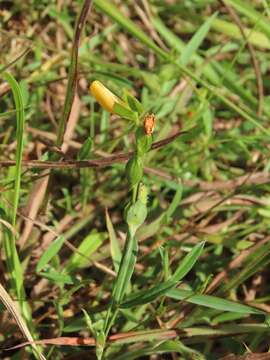 Image of Zornia gibbosa Span.