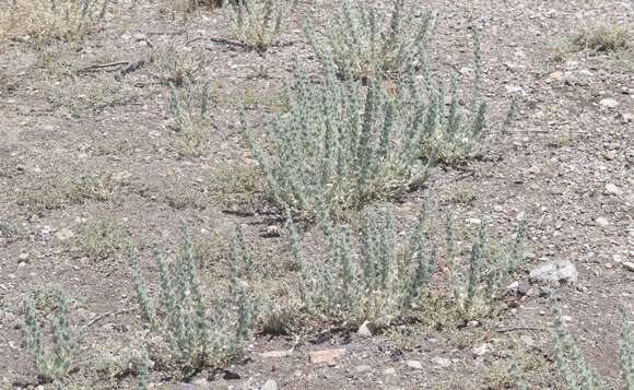 Image of San Joaquin bluecurls