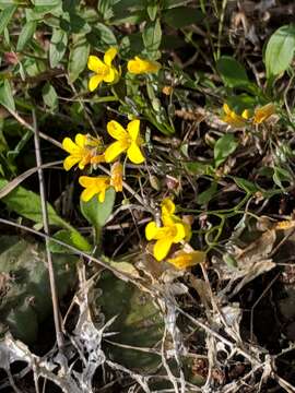 Physaria recurvata (Engelm. ex A. Gray) O'Kane & Al-Shehbaz resmi