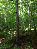 Image of red spruce