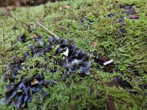 Image de Pseudocyphellaria dissimilis (Nyl.) D. J. Galloway & P. James