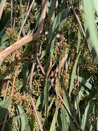 Image of river peppermint gum