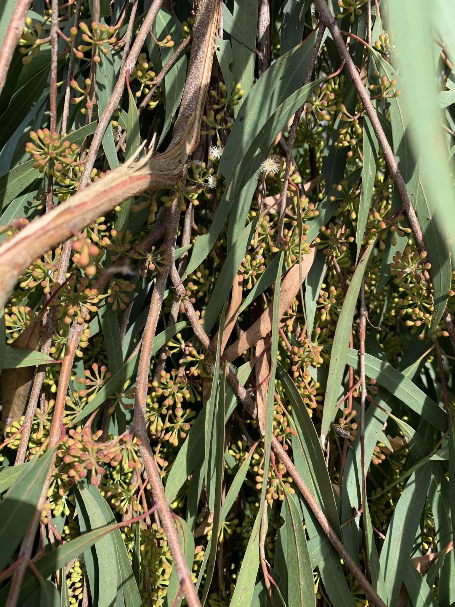 Sivun Eucalyptus elata Dehnh. kuva