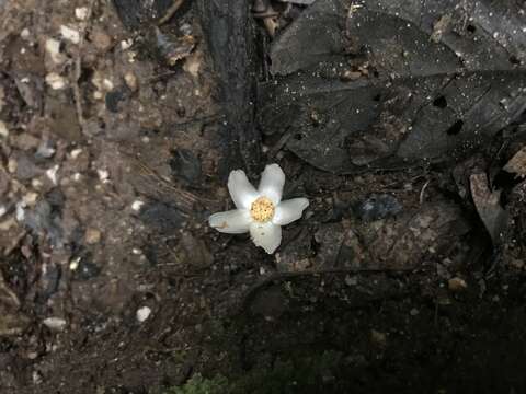 Image de Saurauia andreana F. M. Bailey