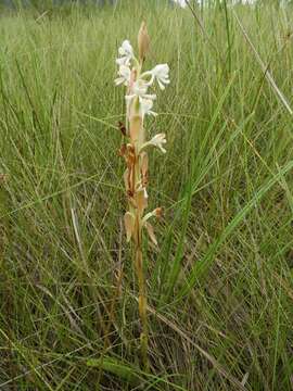 Слика од Satyrium buchananii Schltr.