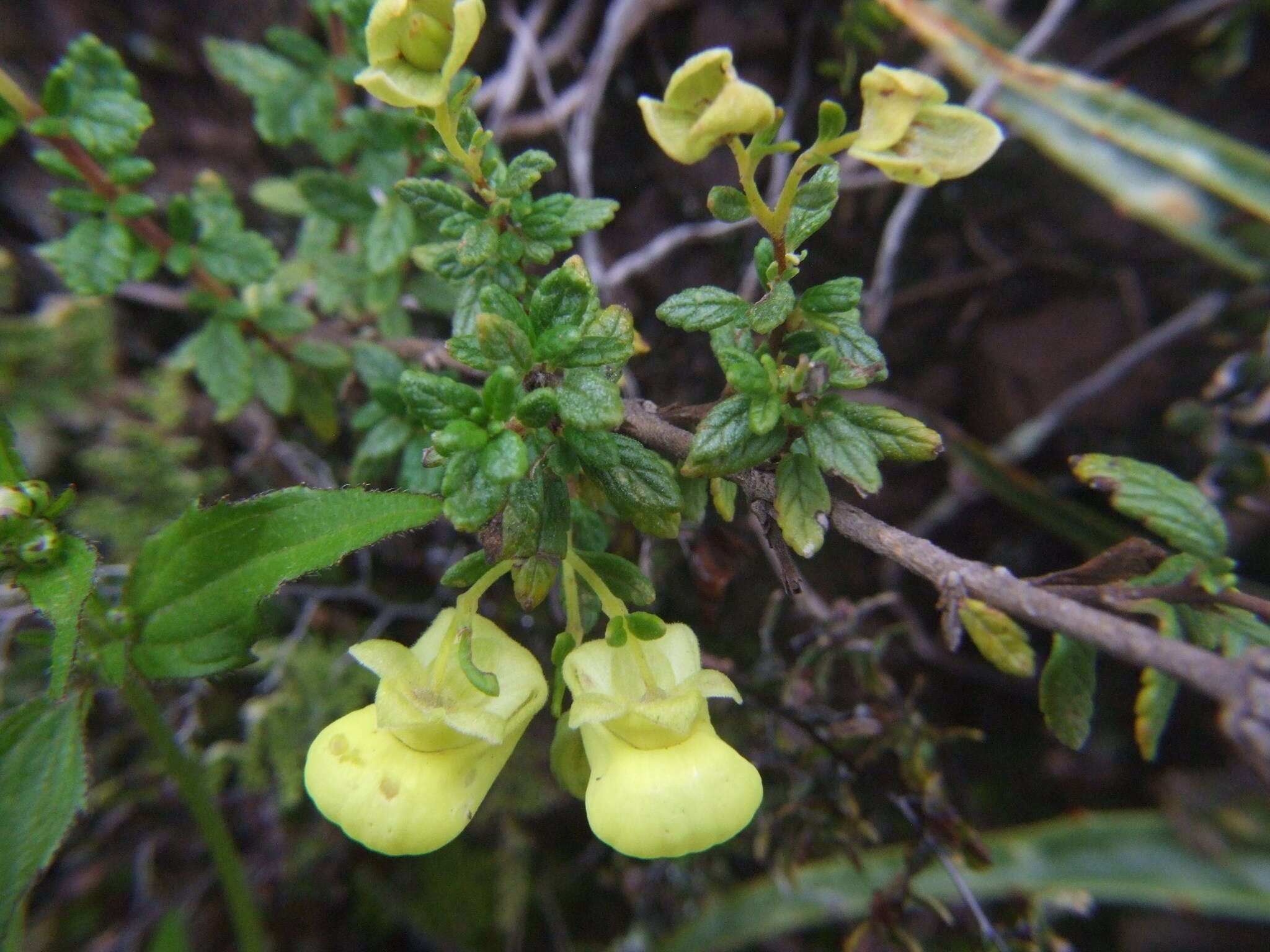 Image of Calceolaria myriophylla Kränzl.