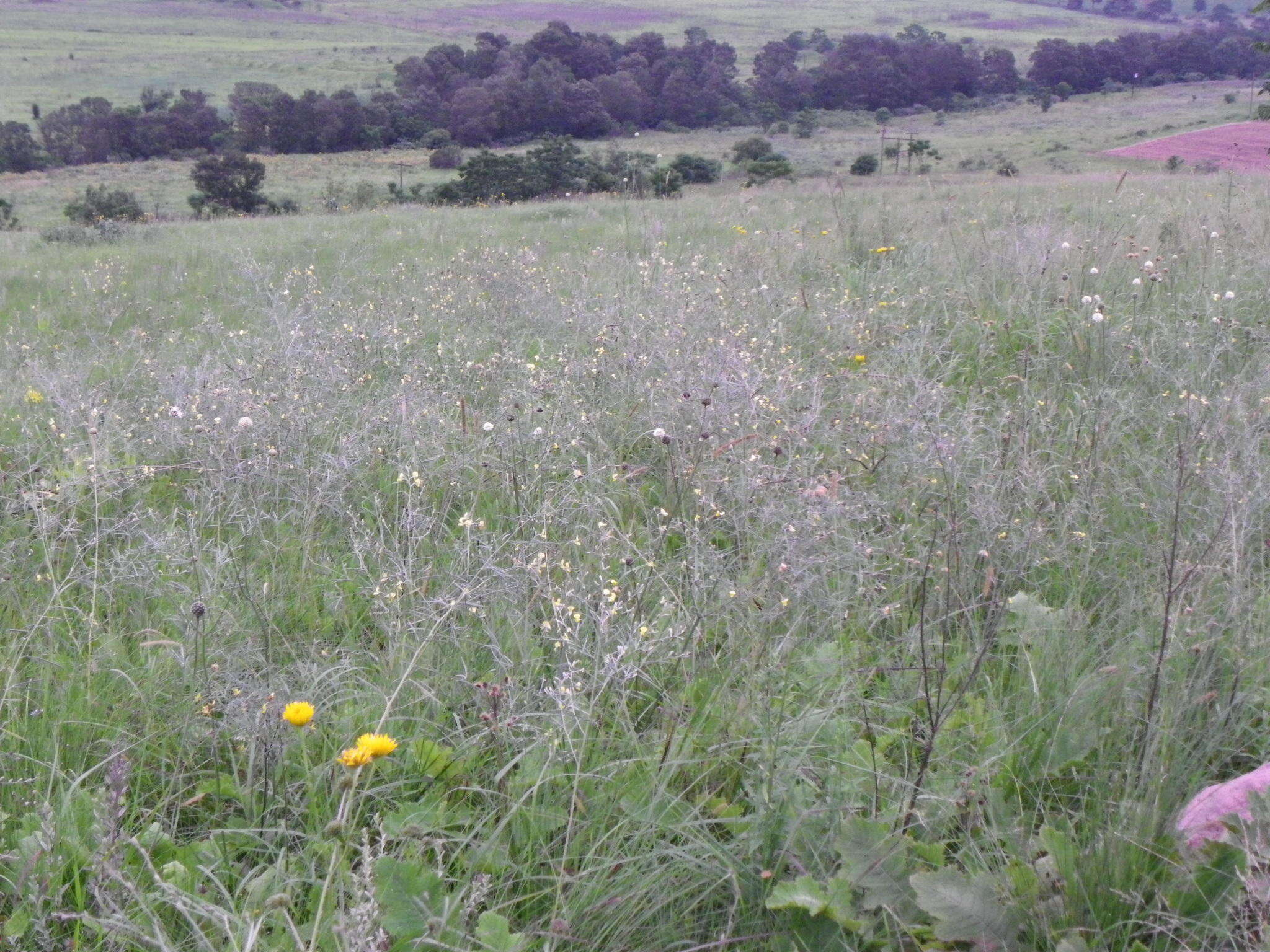 Argyrolobium longifolium (Meissner) Walp.的圖片