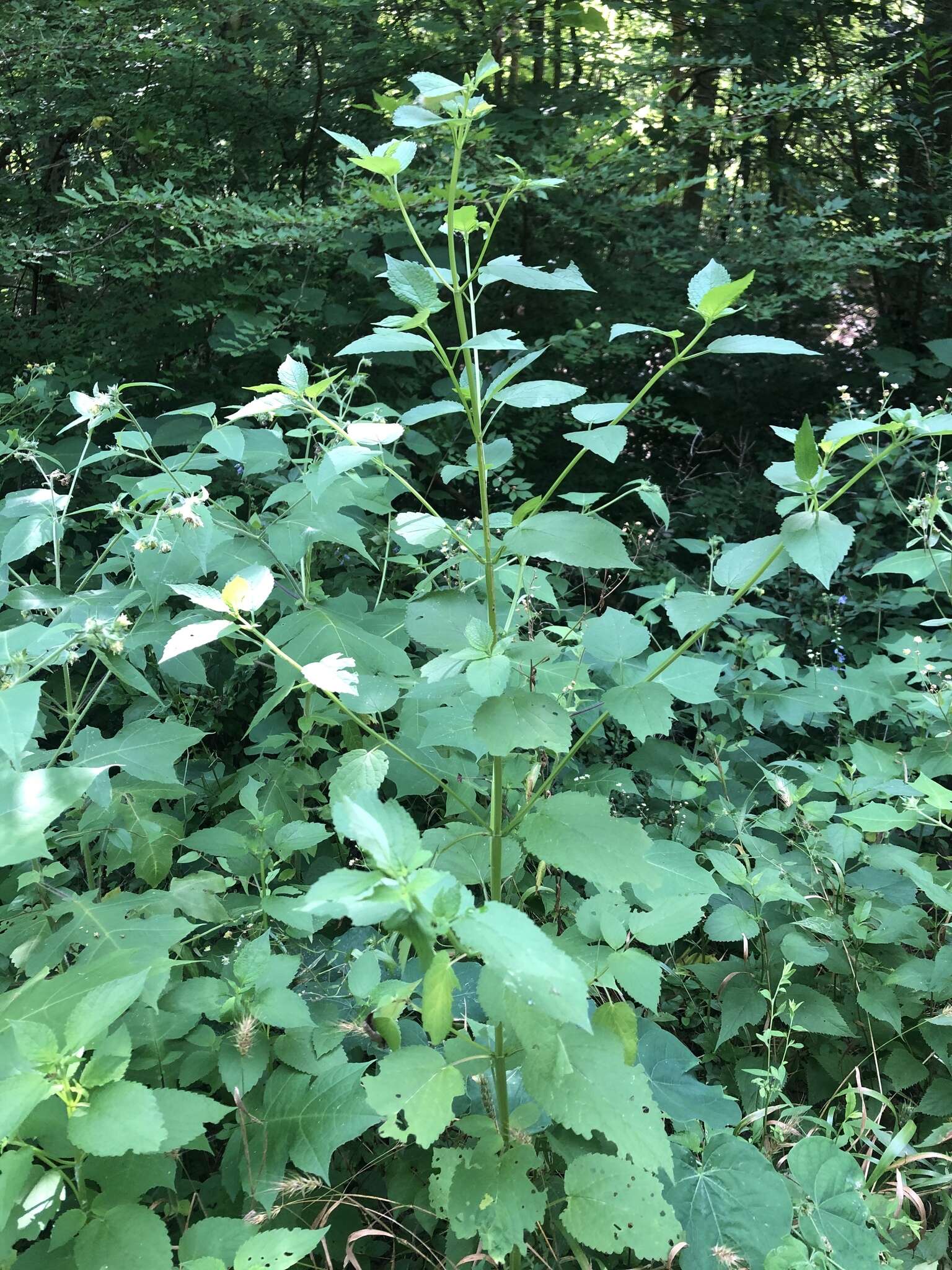 Image of Heart-Leaf Hedge-Nettle