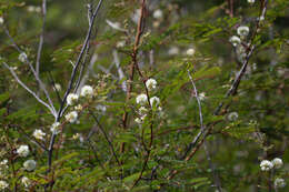 Imagem de Acaciella glauca (L.) L. Rico