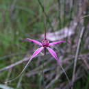 Caladenia harringtoniae Hopper & A. P. Br. resmi