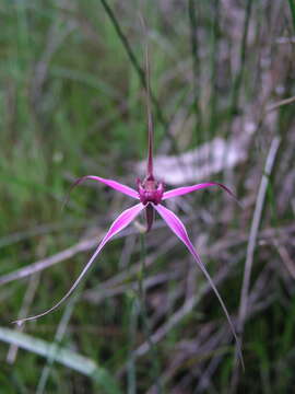 Image of Caladenia harringtoniae Hopper & A. P. Br.