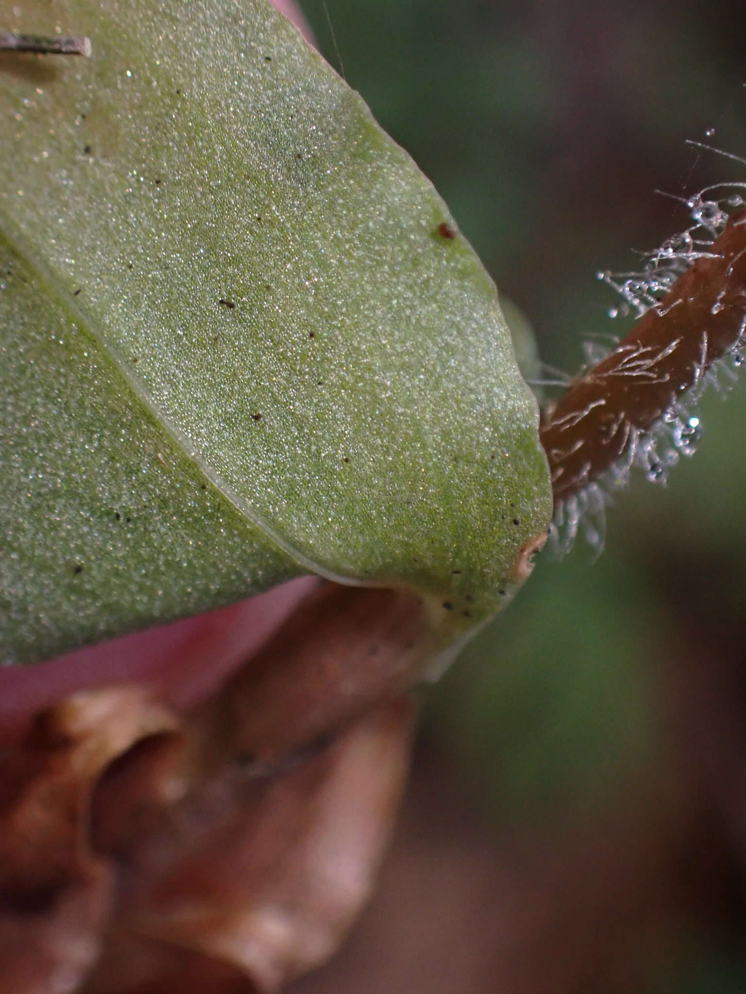 Image of Zeuxine parvifolia (Ridl.) Seidenf.