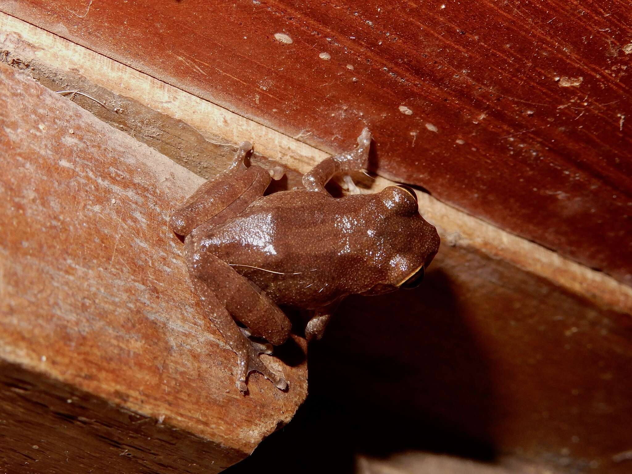 Image of Large Ponmudi Bush Frog