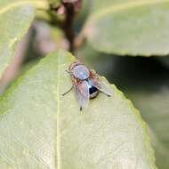 Calliphora dubia (Macquart 1855)的圖片