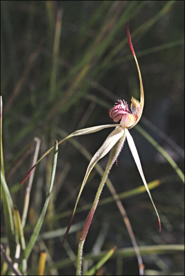 Image of Southern spider orchid