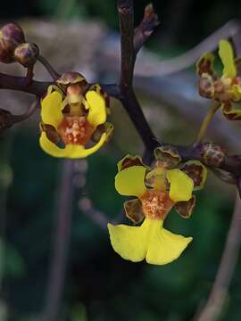 Image of Trichocentrum ascendens (Lindl.) M. W. Chase & N. H. Williams