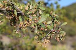 Imagem de Gloveria integrifolia (L. fil.) M. Jordaan