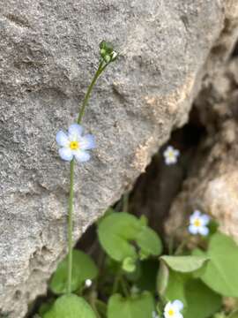 Mimophytum alienoides (G. L. Nesom) G. L. Nesom的圖片