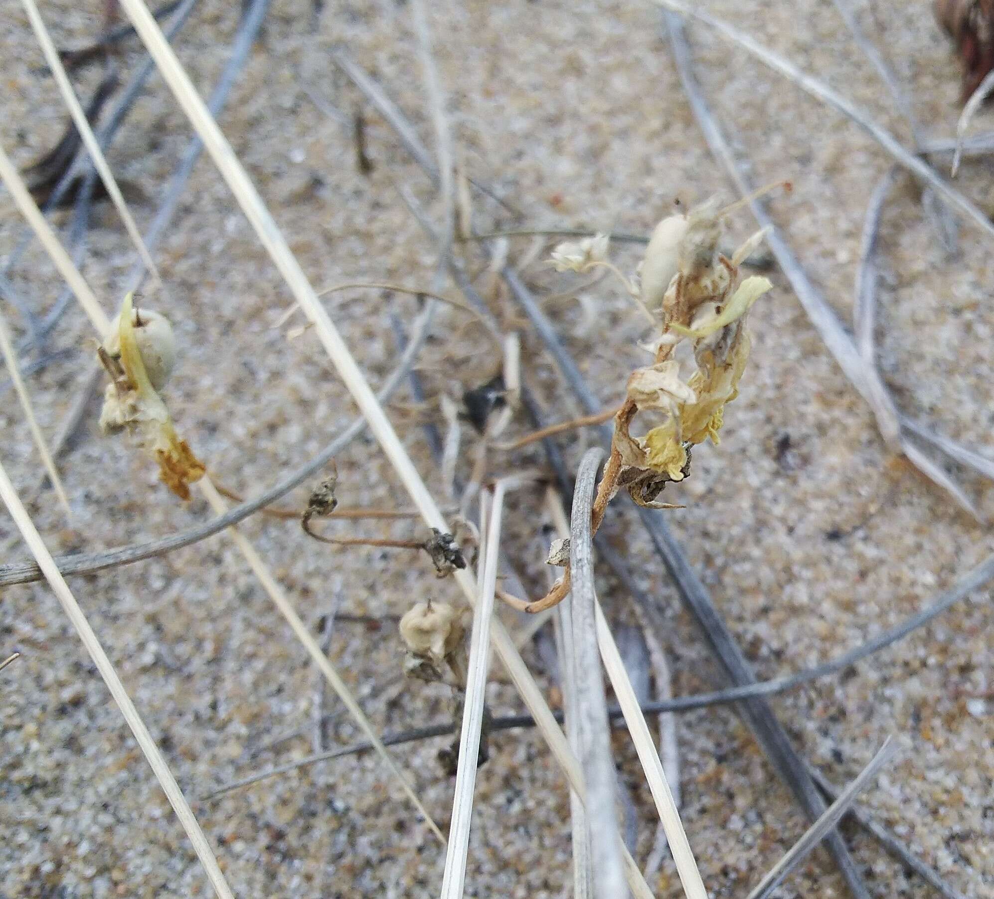 Plancia ëd Linaria buriatica Turcz.