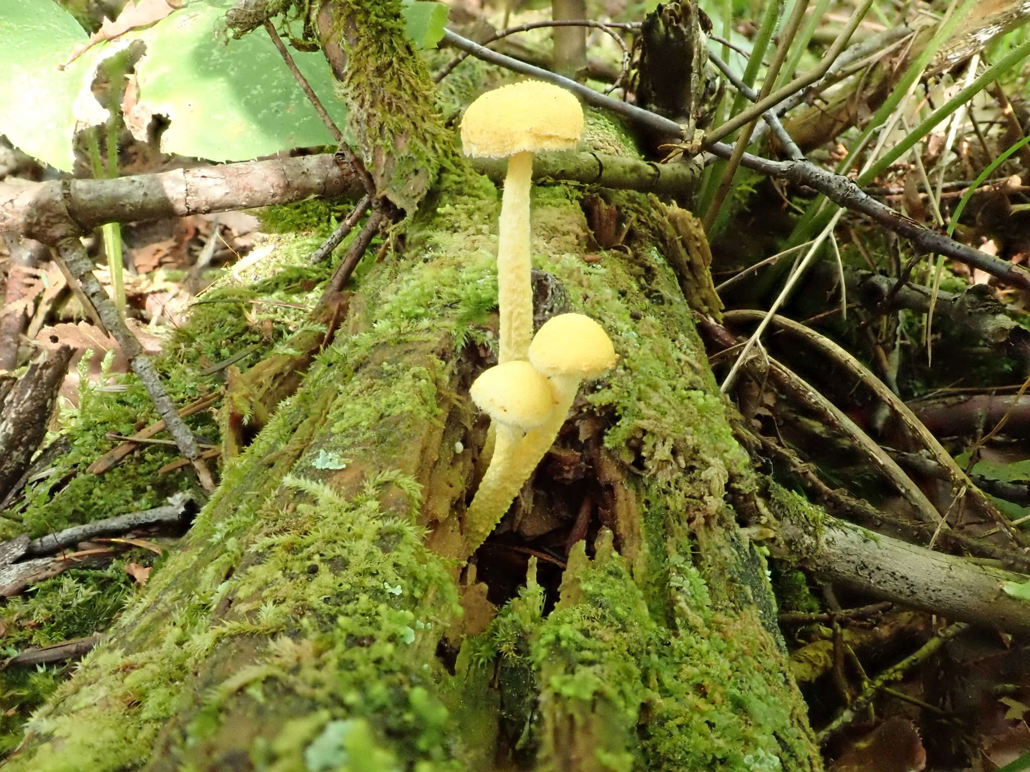 Image of Cyptotrama chrysopepla (Berk. & M. A. Curtis) Singer 1973