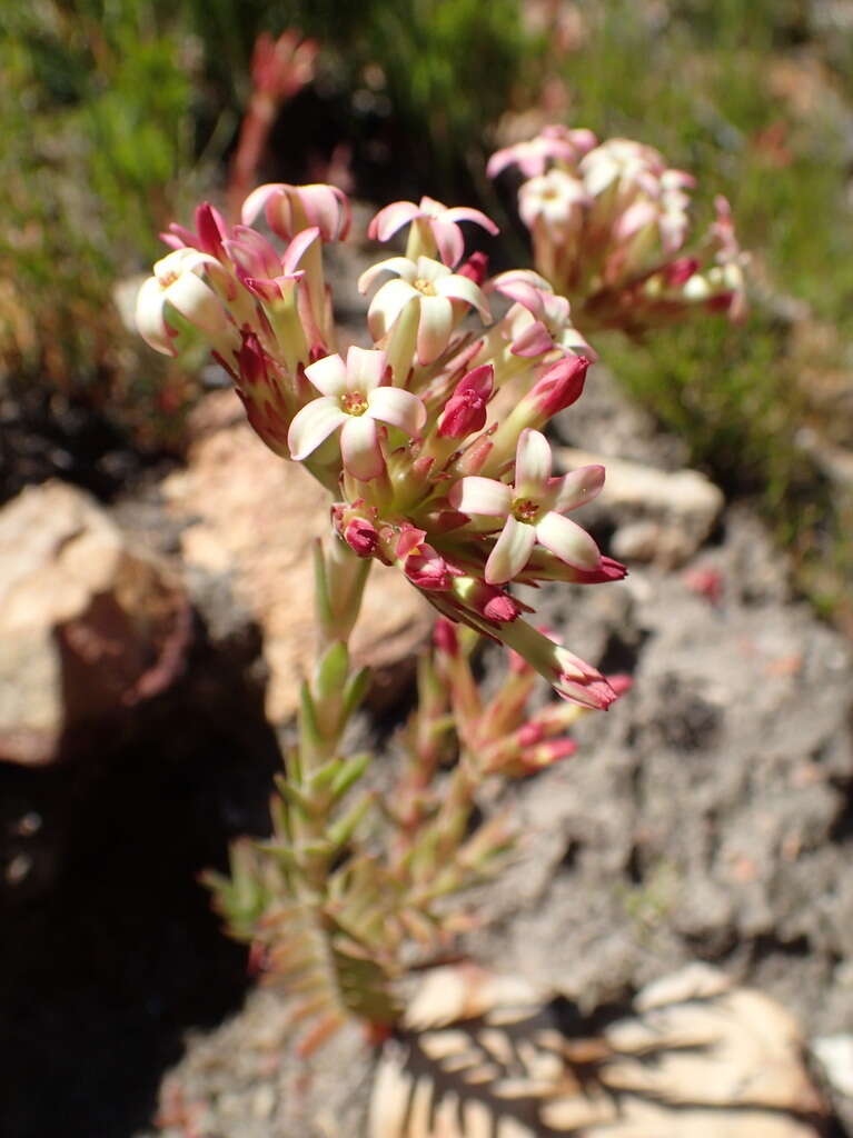 Crassula fascicularis Lam. resmi