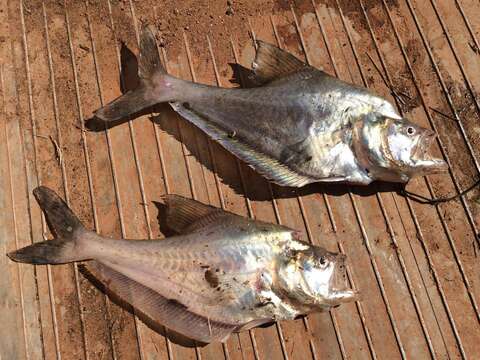 Image of Breakfast-fish