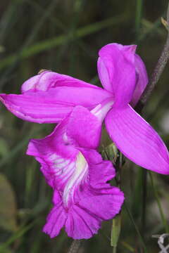 Image of Epistephium sclerophyllum Lindl.