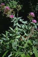 Image of Red Valerian