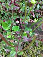 Image de Epilobium hohuanense S. S. Ying