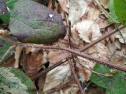 Imagem de Rubus hirtus Waldst. & Kit.