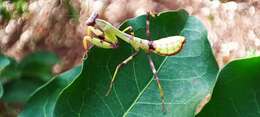 Image of Stagmatoptera reimoseri Beier 1929