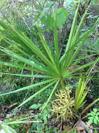 Image of serenoa