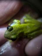 Image of Boettger's Colombian Treefrog