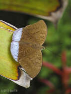 Imagem de Tanaecia julii Bougainville 1837