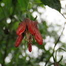 Image of Caiophora hibiscifolia Urban & Gilg