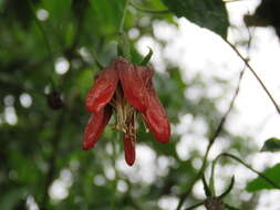 Image of Caiophora hibiscifolia Urban & Gilg