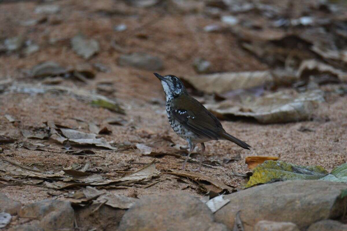 Image of Spot-winged Thrush