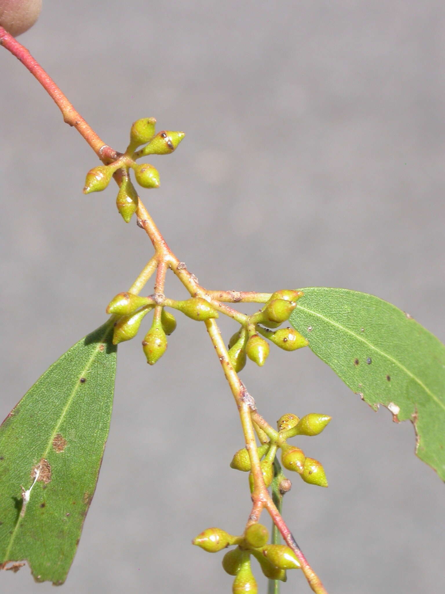 Image of Eucalyptus aggregata Deane & Maiden