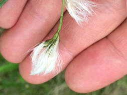 Image of Green-keeled cottongrass