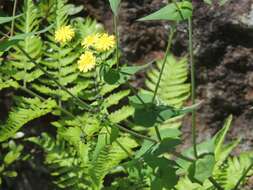 Image of Crepidiastrum sonchifolium (Maxim.) J. H. Pak & Kawano