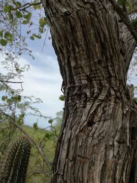 Image of Nahuatlea arborescens (Brandegee) V. A. Funk