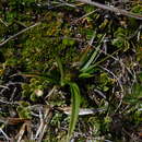 صورة Carex sagei Phil.